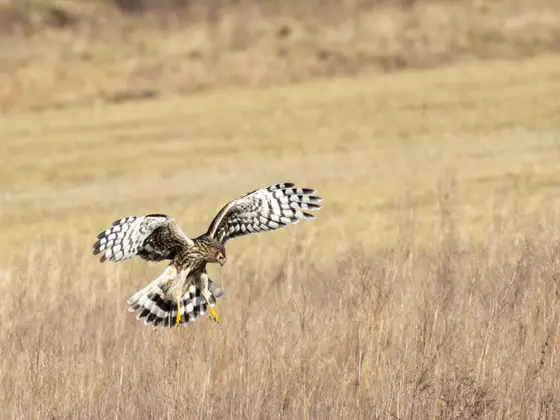 Weibliche Kornweihe auf der Jagd