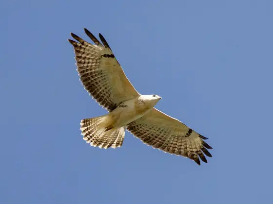 Junger Mäusebussard