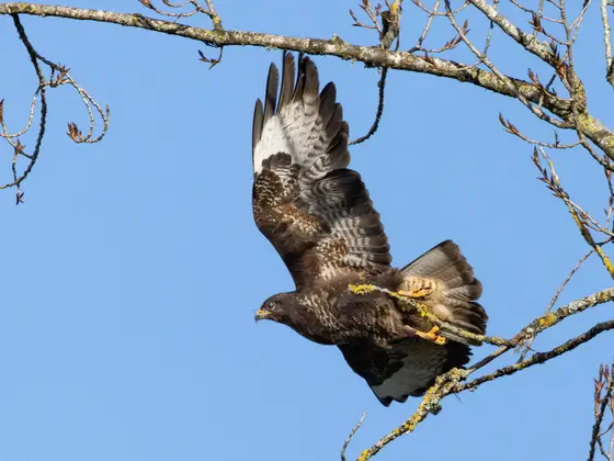 Mäusebussard