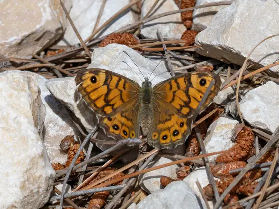 Mauerfuchs