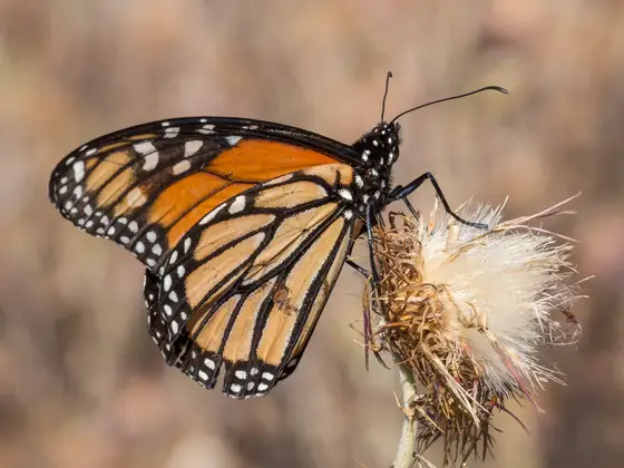 Monarch