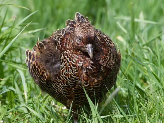 Moorschneehuhn