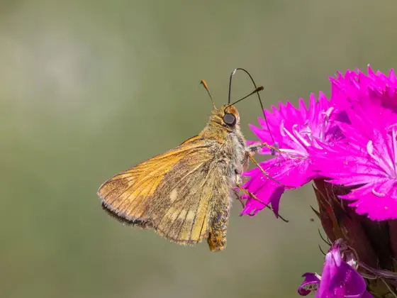 Rostfarbiger Dickkopffalter