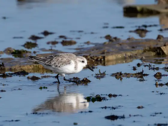 Sanderling