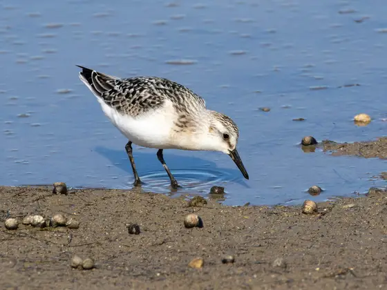 Sanderling