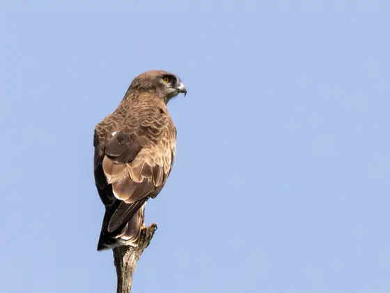Schlangenadler