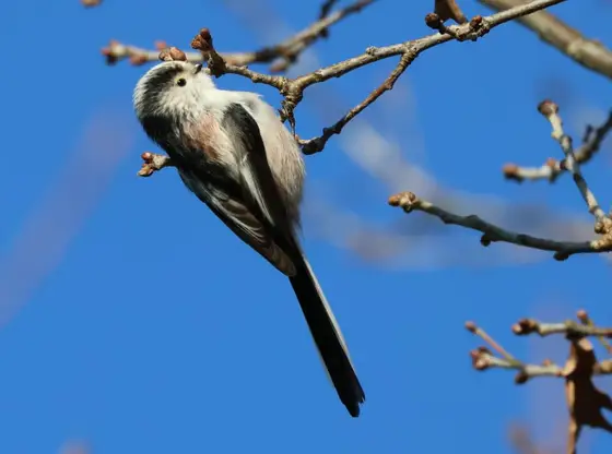 Schwanzmeise