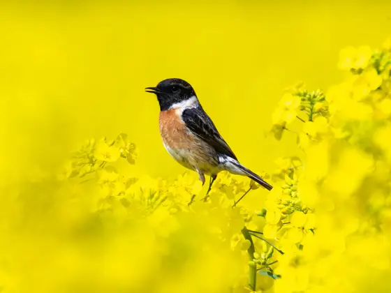 Schwarzkehlchen