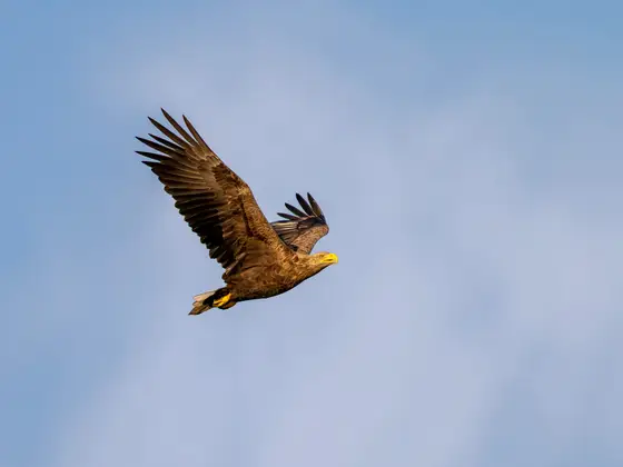 Seeadler