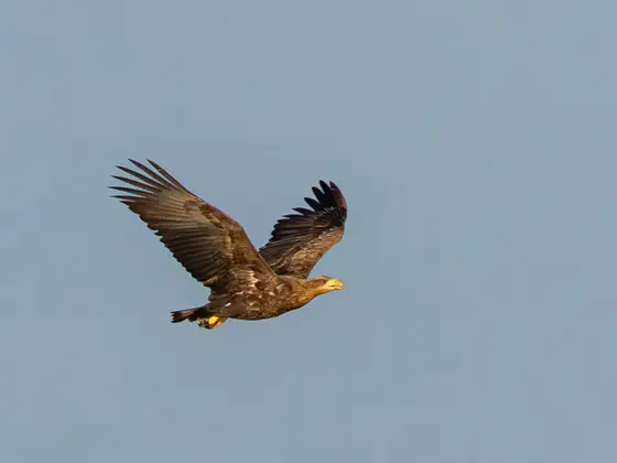 Seeadler