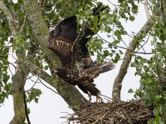Junger Seeadler am Horst