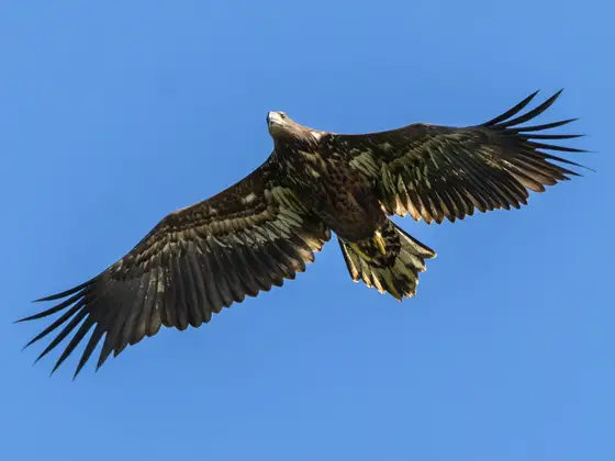 Junger Seeadler