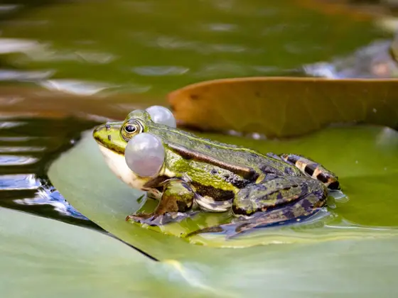 Seefrosch