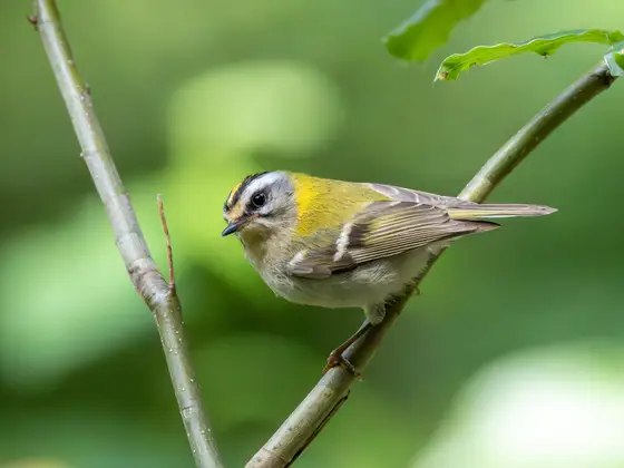 Sommergoldhähnchen