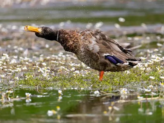 Stockente