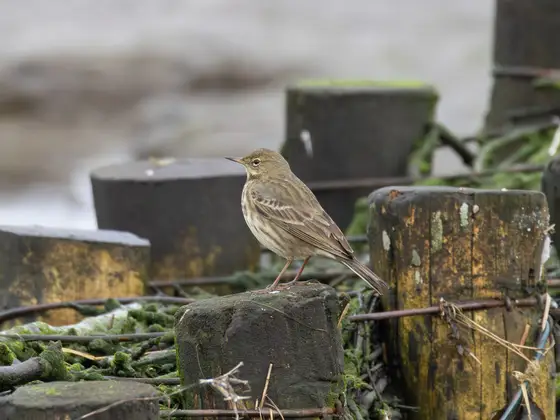 Strandpieper