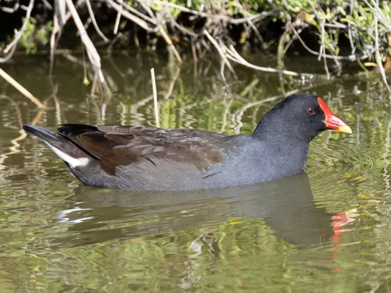 Teichhuhn