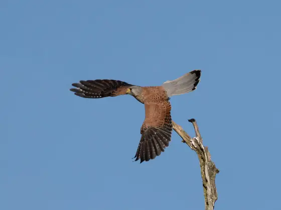 Turmfalke