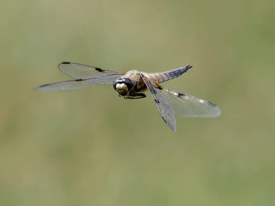 Vierfleck im Flug