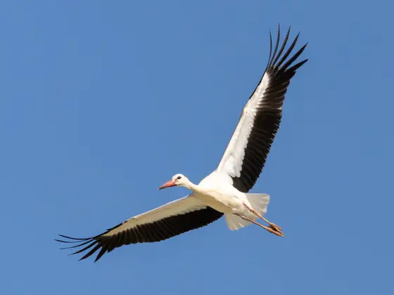 Weißstorch