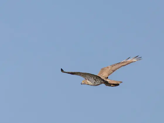 Wespenbussard