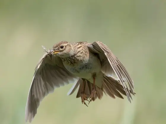 Feldlerche mit Beute im Abflug