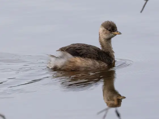 Zwergtaucher